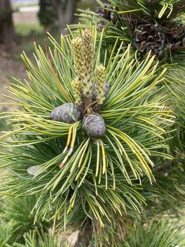 Pinus parviflora 'Tenysu kazu' - mapleridgenursery